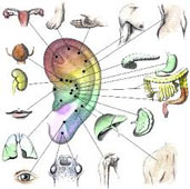 auricoloterapia home
